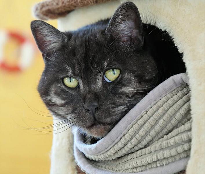 Kattenpraat