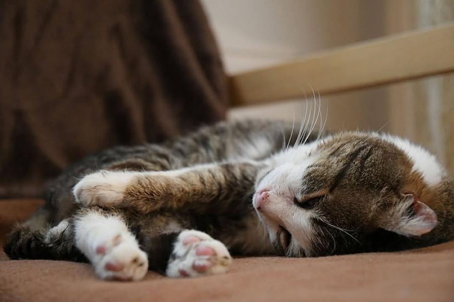Kattenpraat