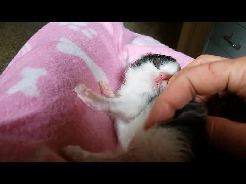 Kattenpraat