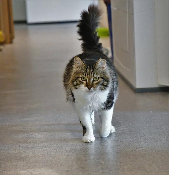 Kattenpraat