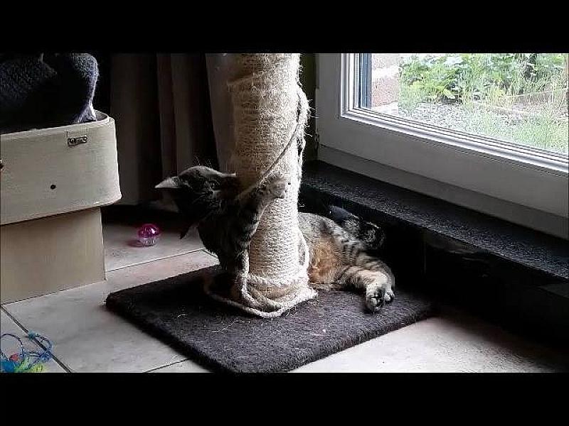 Kattenpraat