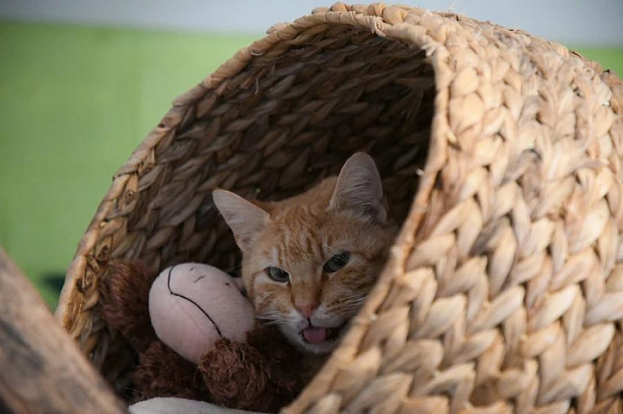 Kattenpraat