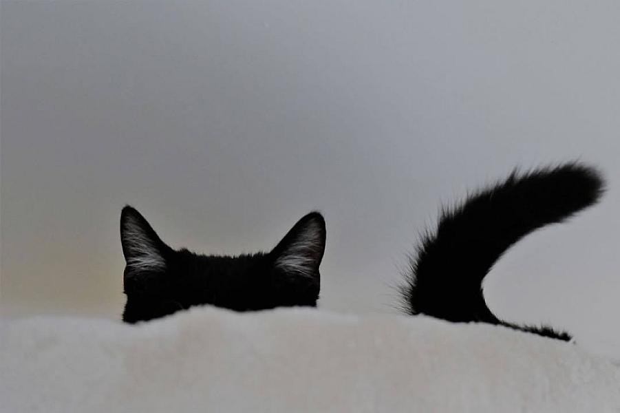 Kattenpraat