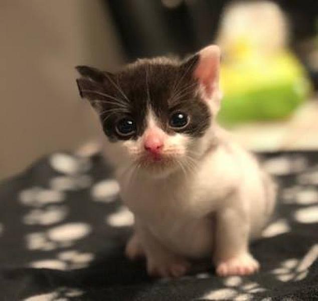 Kattenpraat