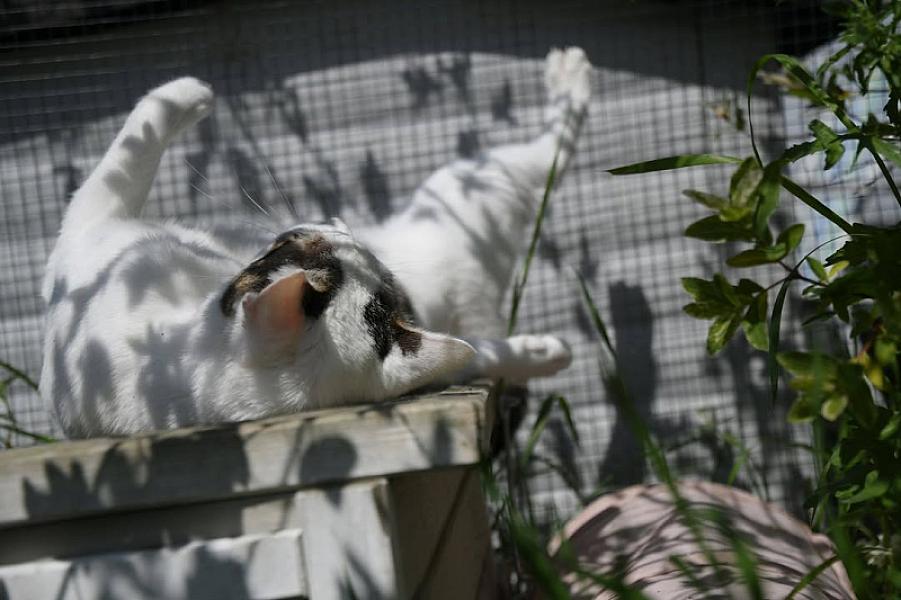 Kattenpraat
