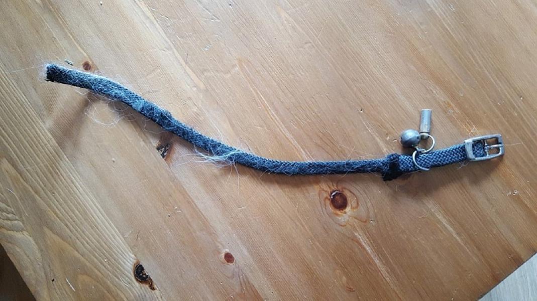 Kattenpraat