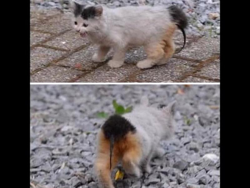 Kattenpraat