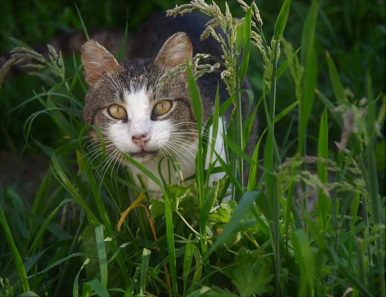 Kattenpraat
