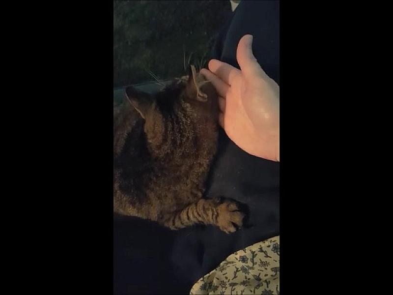 Kattenpraat