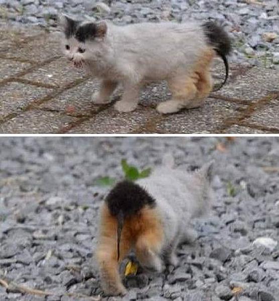 Kattenpraat