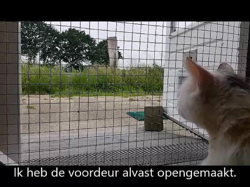 Kattenpraat