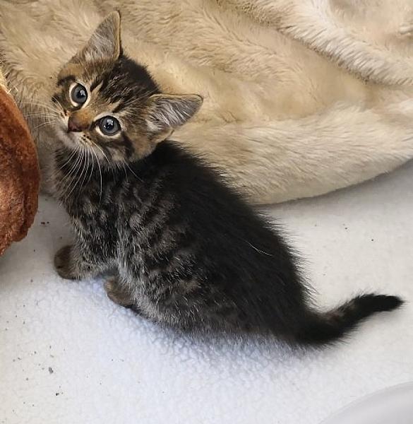 Kattenpraat