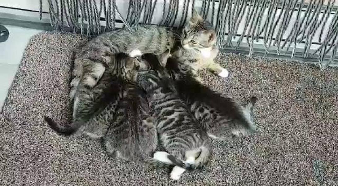 Kattenpraat