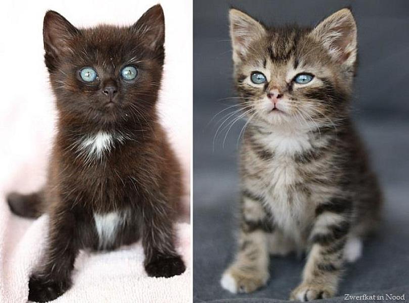 Kattenpraat