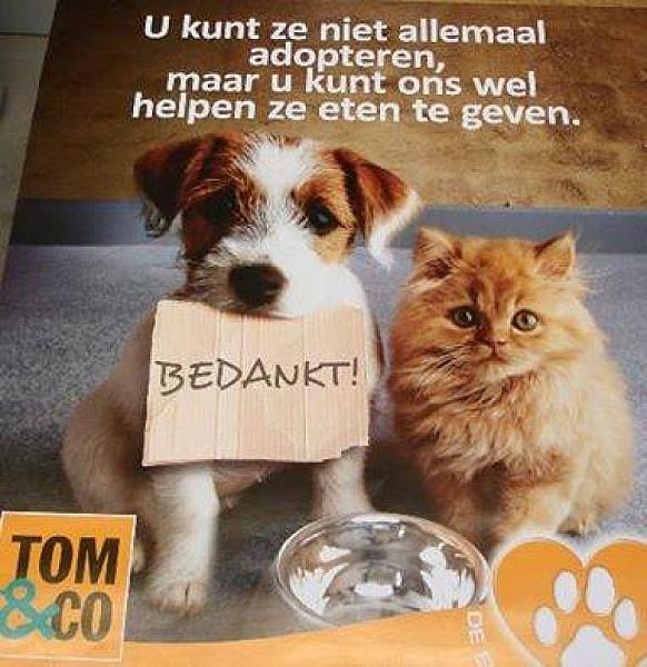 Kattenpraat