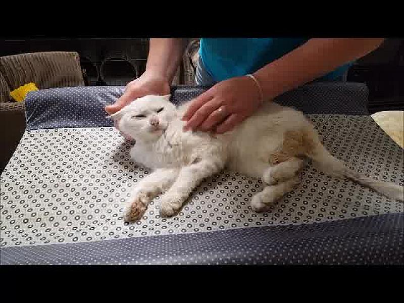 Kattenpraat