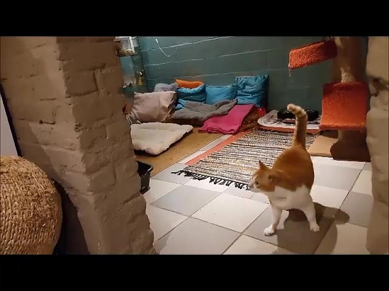 Kattenpraat