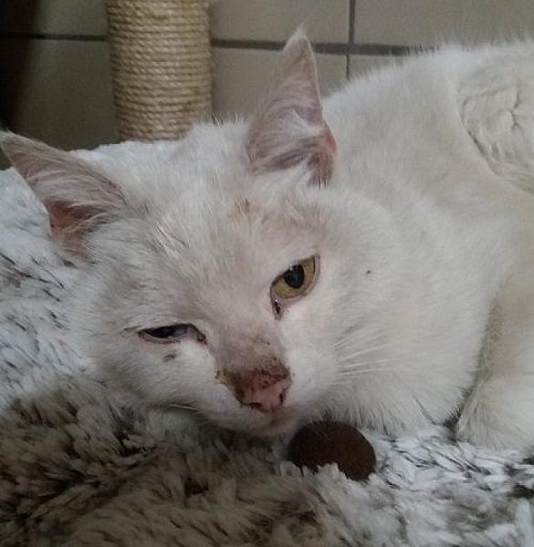 Kattenpraat