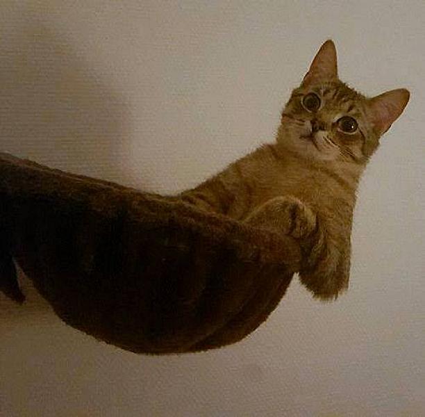 Kattenpraat