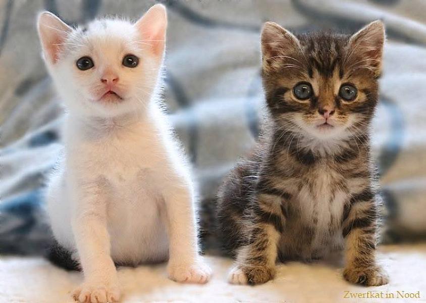Kattenpraat