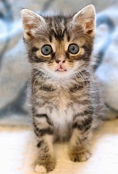 Kattenpraat