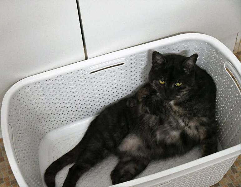 Kattenpraat
