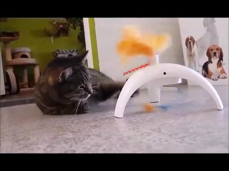 Kattenpraat