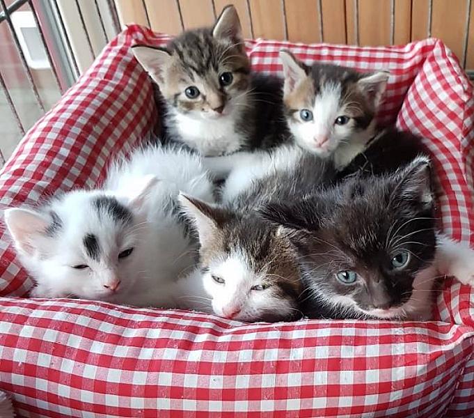Kattenpraat