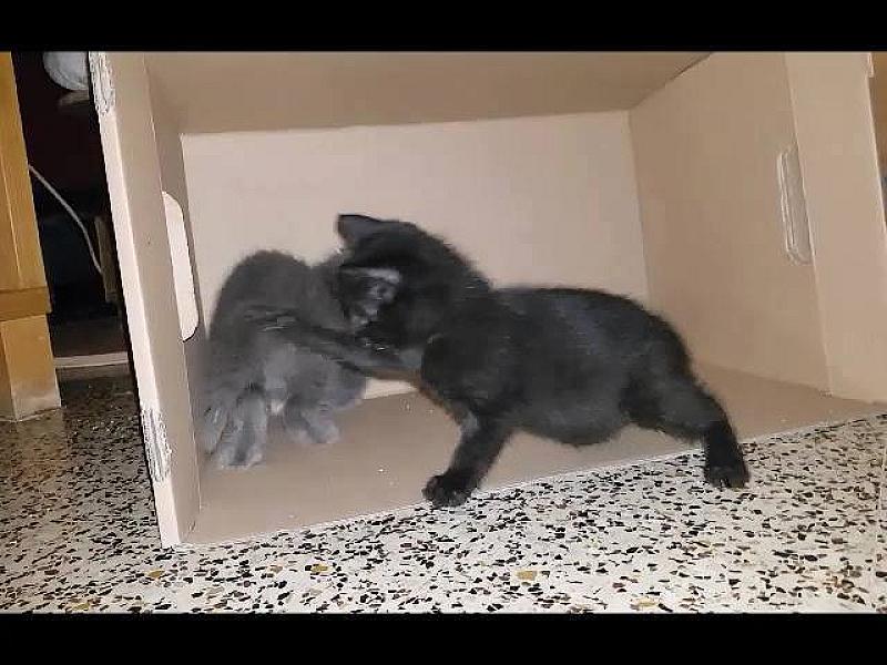 Kattenpraat
