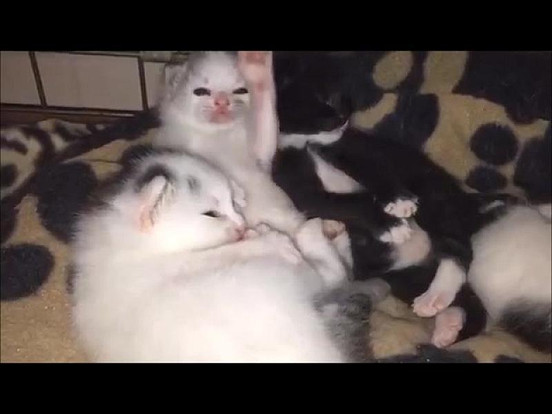 Kattenpraat