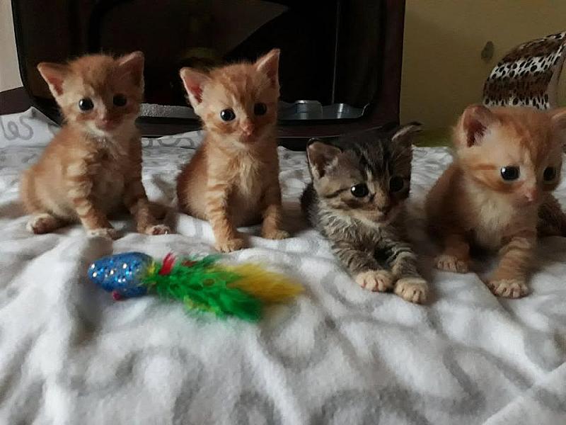 Kattenpraat