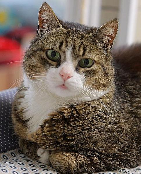 Kattenpraat
