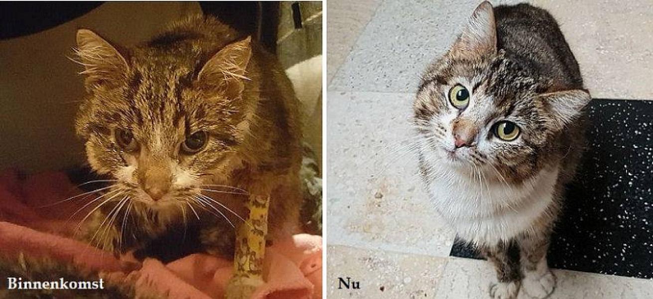 Kattenpraat