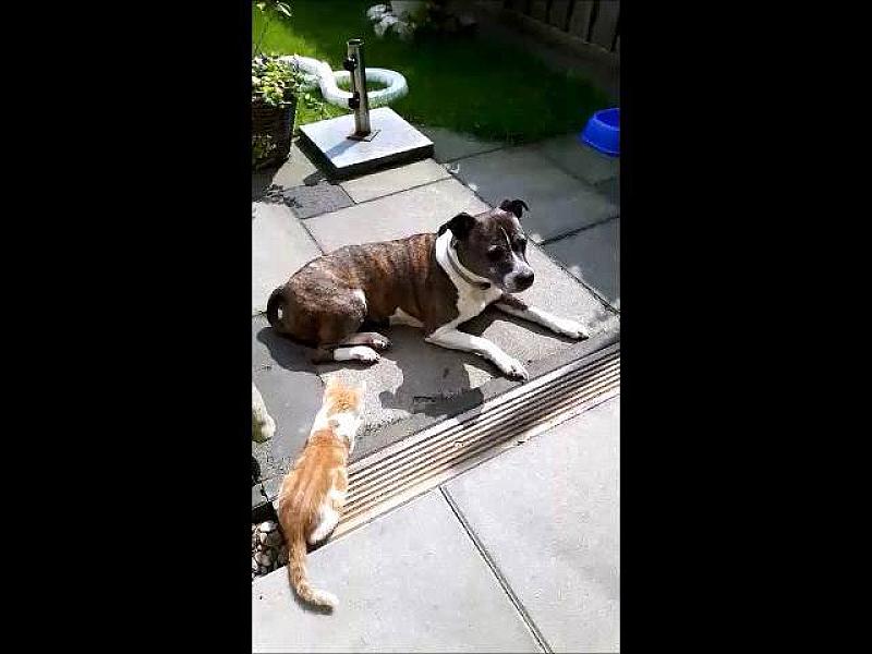 Kattenpraat