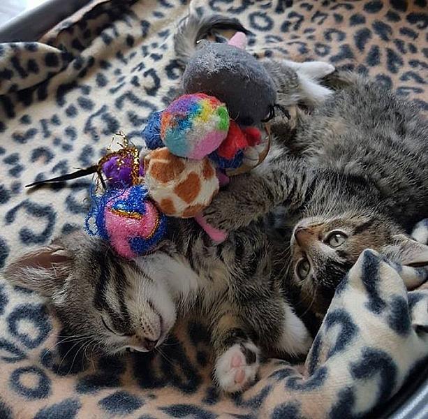 Kattenpraat