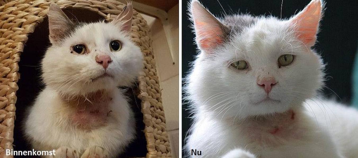 Kattenpraat