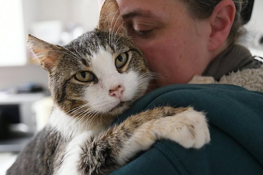 Kattenpraat