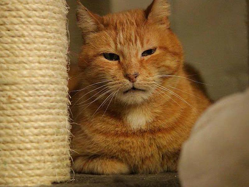 Kattenpraat