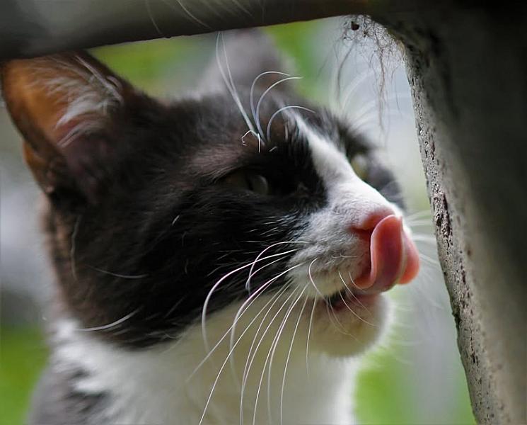 Kattenpraat
