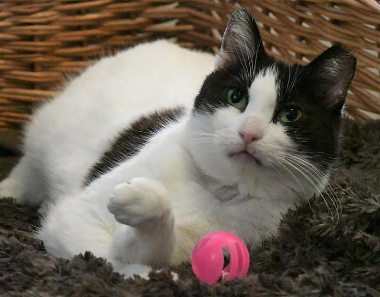 Kattenpraat