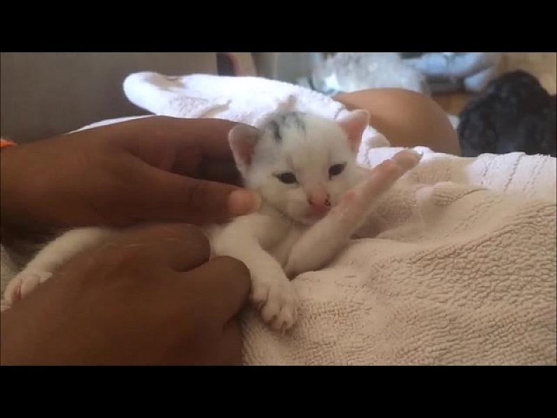 Kattenpraat