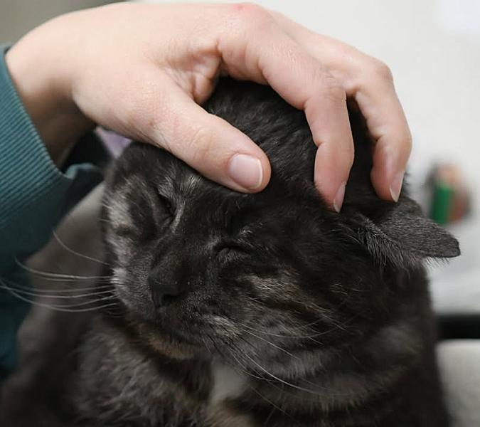 Kattenpraat