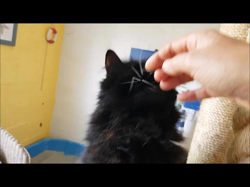 Kattenpraat