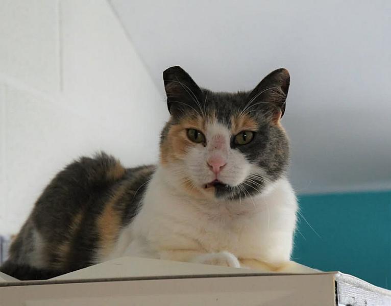 Kattenpraat