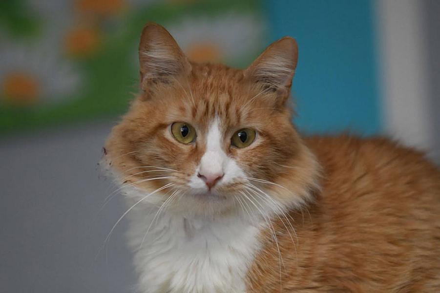 Kattenpraat