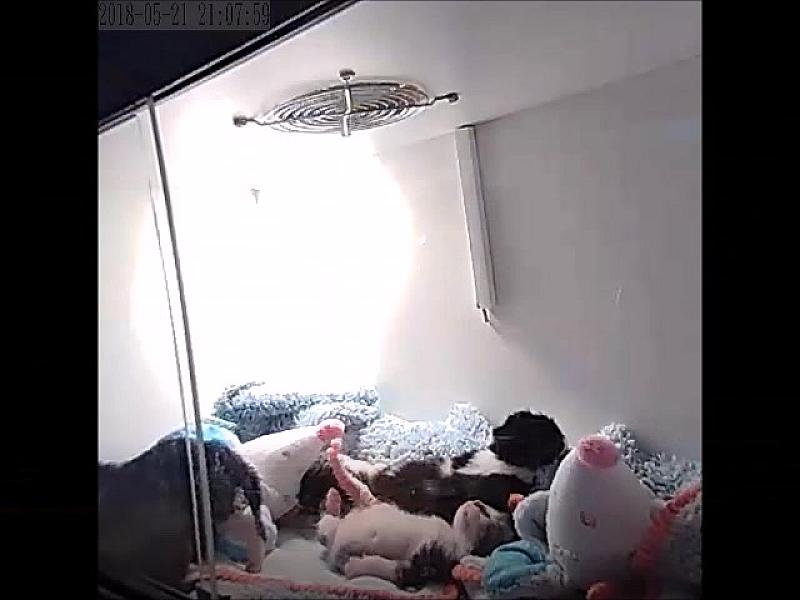 Kattenpraat