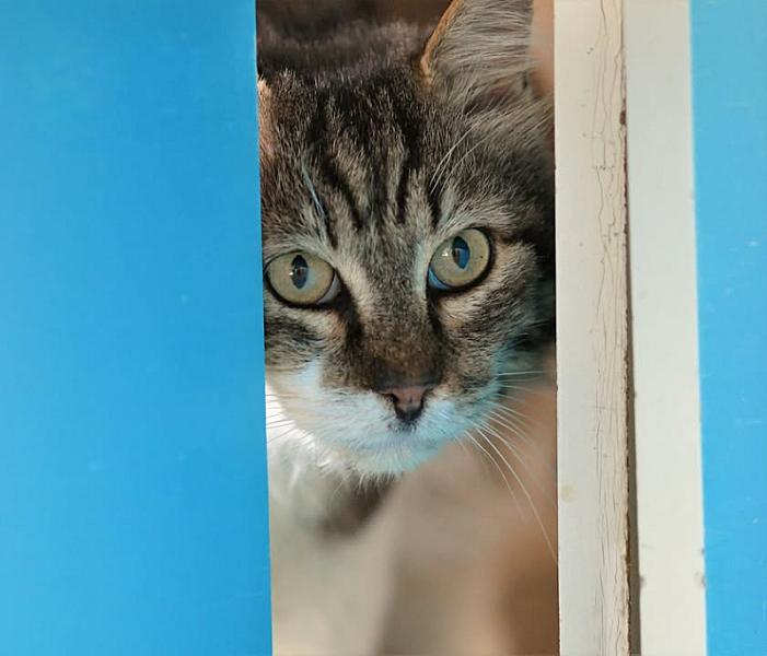 Kattenpraat