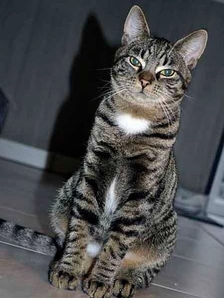Kattenpraat