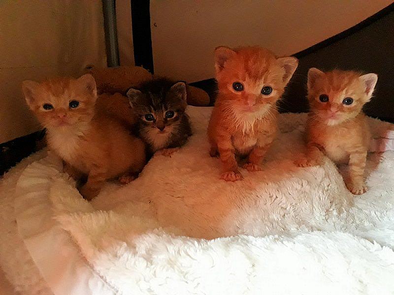 Kattenpraat