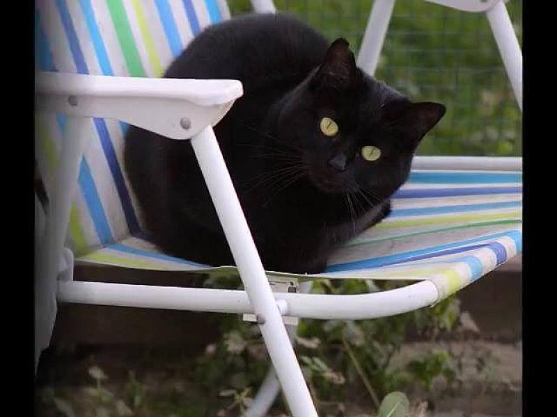 Kattenpraat